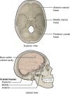 727_Cranial_Fossae.jpg